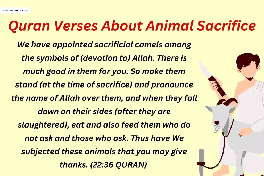 6 Beautiful Quran Verses About Animals In Islam